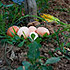 Vista dell'orto con le uova fresche appena prelevate ed i fiori di zucca colti al momento