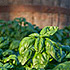 Tutte le erbe aromatiche, i cosiddetti odori, vengono coltivate nelle adiacenze del ristorante e principalmente il basilico