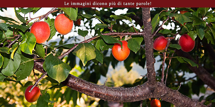 Ristorante al Boschetto nel Comune di Ficarra in Sicilia. Le immagini dicono più delle parole. Ristorante al Boschetto nel Comune di Ficarra in Sicilia. Le immagini dicono più delle parole.